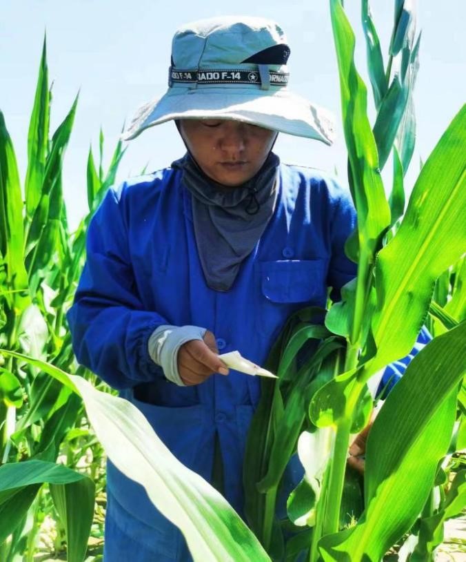 优秀风暴平台种业人系列|风暴平台种业新品种测试一线的追梦人